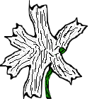 Une plante en filaments blancs.