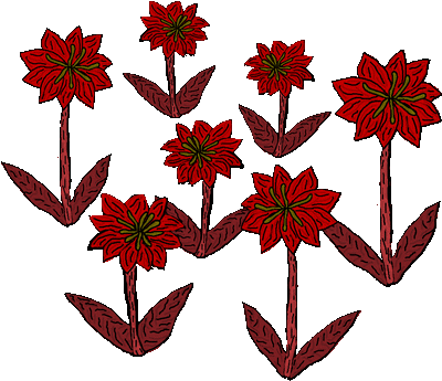 Des fleurs rouges que les herboristes peuvent récolter.